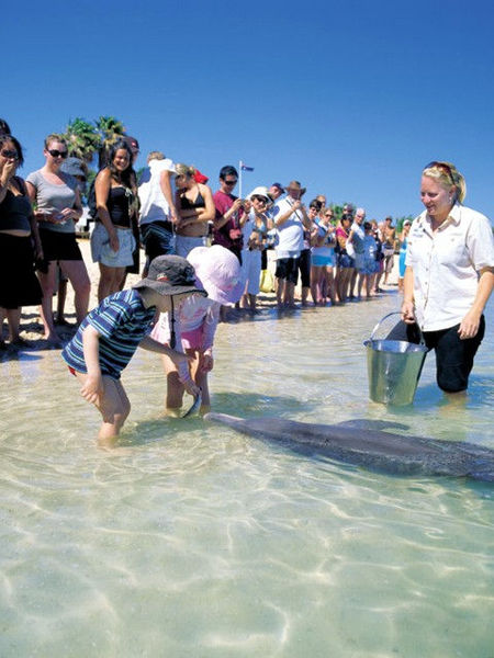 Monkey Mia Dolphin Resort - Accommodation Mermaid Beach 1