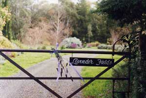 Adelaide Hills Country Cottages - Lavender Fields - thumb 3