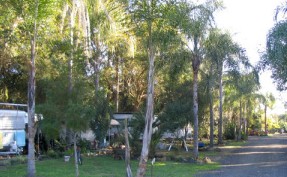 Lismore Palms Caravan Park - thumb 1