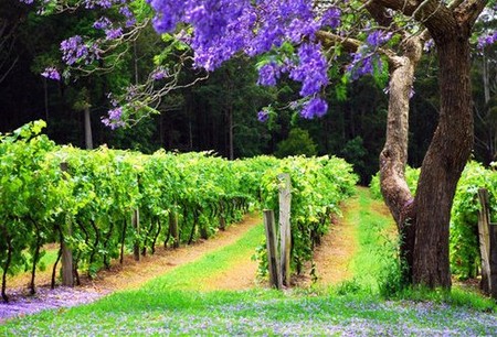 Bago Vineyards - Accommodation Rockhampton
