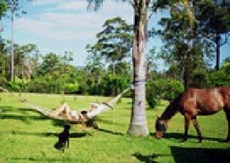 Neds Bed Horse O Tel - Accommodation Australia