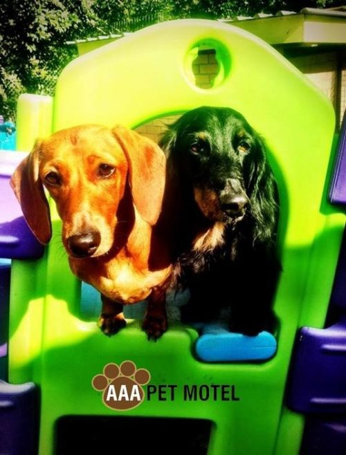 AAA Pet Motel