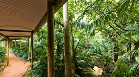 Pethers Rainforest Retreat - thumb 4