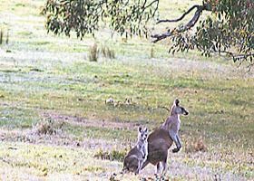 Kangaroo Ridge Retreat - Dalby Accommodation