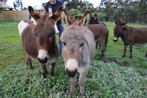 Donkey Tales Farm Cottages - thumb 0