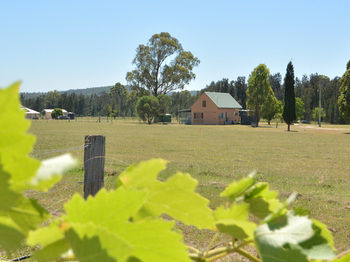Madigan Wine Country Cottages - Accommodation Noosa 94