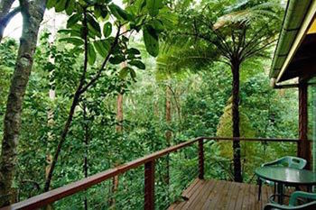 Kondalilla Eco Resort - Tweed Heads Accommodation 2