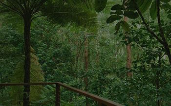 Kondalilla Eco Resort - Tweed Heads Accommodation 7