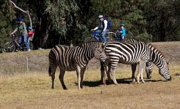 Zoofari Lodge, Taronga Western Plains Zoo - Accommodation Tasmania 8