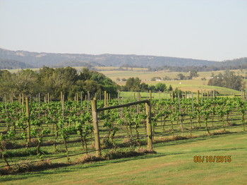 Tranquil Vale Vineyard & Cottages - thumb 5