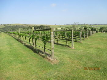 Tranquil Vale Vineyard & Cottages - Accommodation NT 8