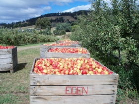 Eden Orchard And Farmstay - Dalby Accommodation 1
