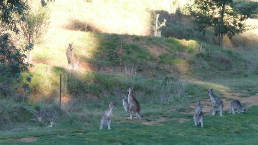 Karoonda Olive Grove Retreat At Mt Buffalo Olives - Accommodation Sydney 6