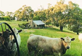 Adelaide Hills Country Cottages - Gum Tree Cottage - thumb 1