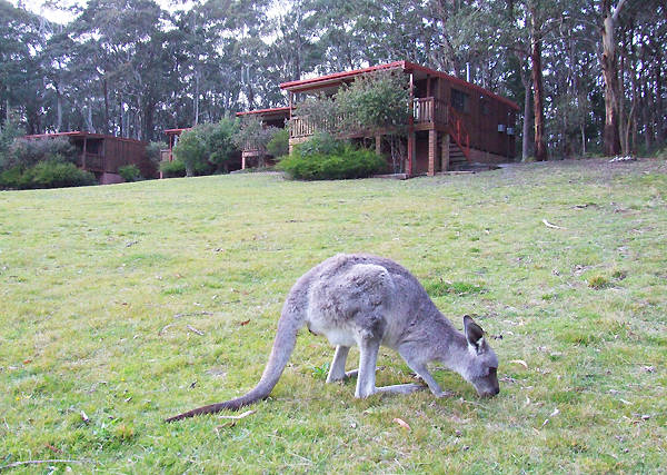 Jenolan Caves Cottages - Accommodation Redcliffe
