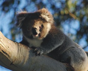 Bimbi Park Camping Under Koalas - Accommodation Mount Tamborine