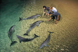 Tangalooma Wild Dolphin Resort - Tourism Caloundra