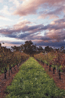 Lamonts Winery Restaurant  Gallery - Redcliffe Tourism