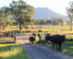 Tommerups Dairy Farmstay - Redcliffe Tourism