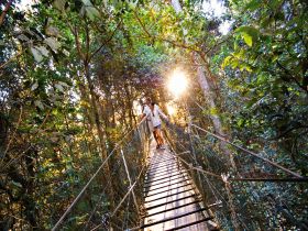 O'Reilly's Rainforest Retreat - Yamba Accommodation