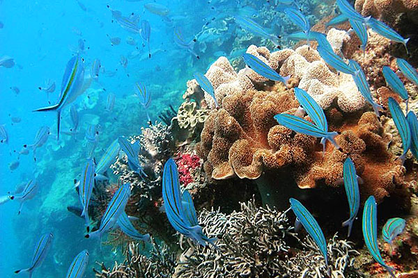 Ocean Free And Ocean Freedom - Cairns Premier Reef And Island Tours - thumb 2