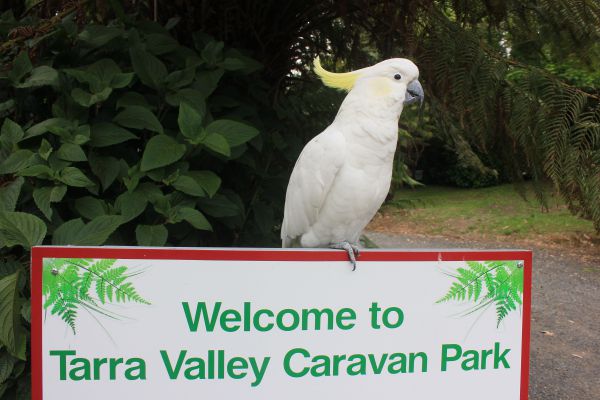 Tarra Valley Caravan Park - thumb 3