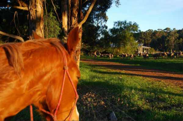 Billa Billa Farm Cottages - Tourism Brisbane