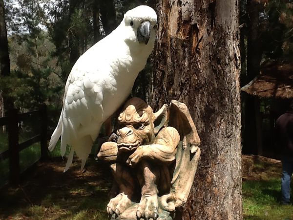 Beechworth Wildlife Stays - Accommodation Melbourne 9
