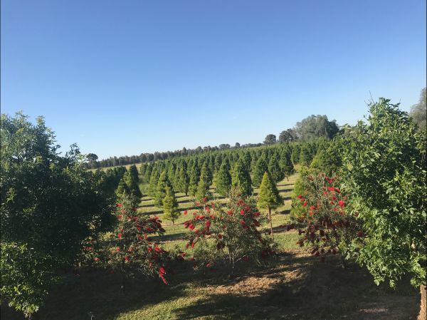 Rutherglen Christmas Trees Farm Stay - Accommodation in Bendigo