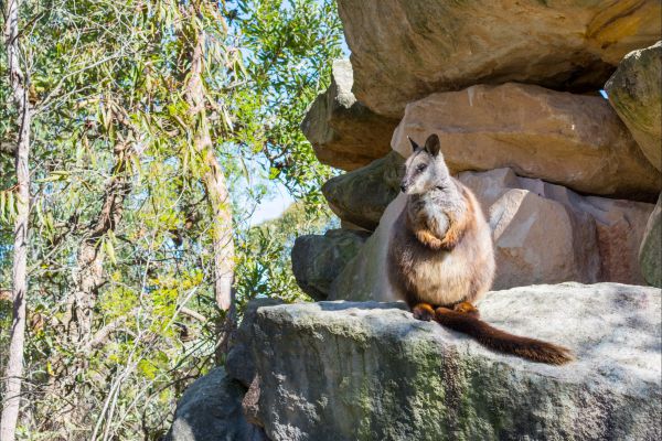 Waterfall Springs Retreat And Wildlife Sanctuary - Accommodation Mt Buller 9