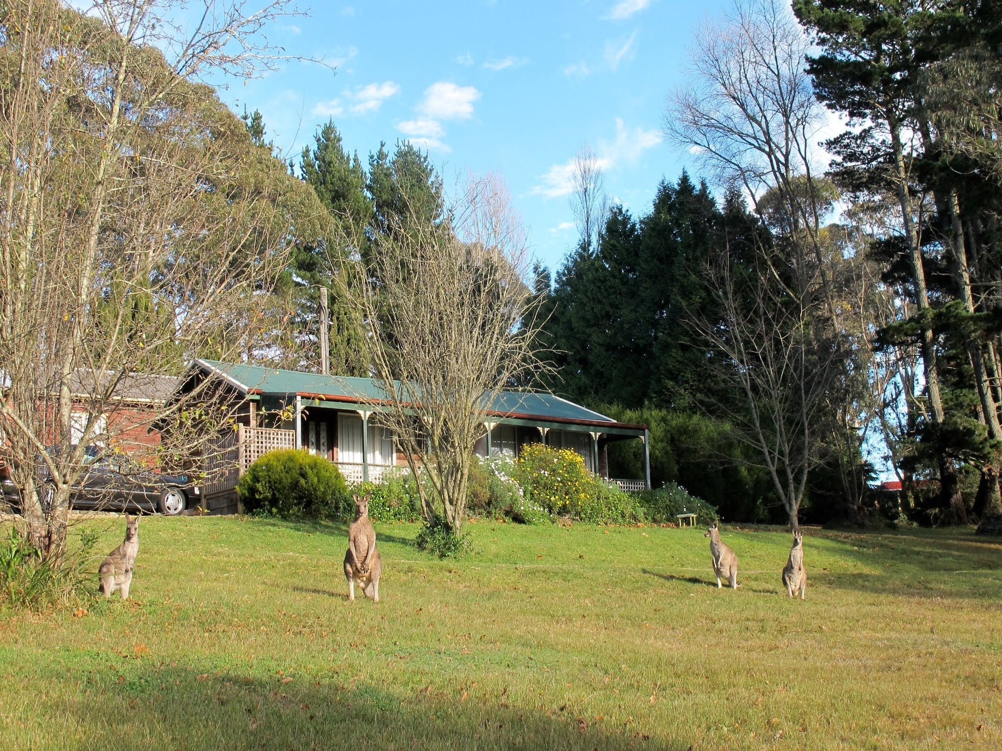 Cedar Lodge Cabins - Kingaroy Accommodation