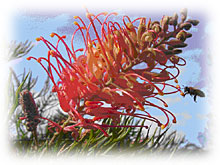 Mimosa Hill Wildflower Farm Cottages - Hervey Bay Accommodation 1