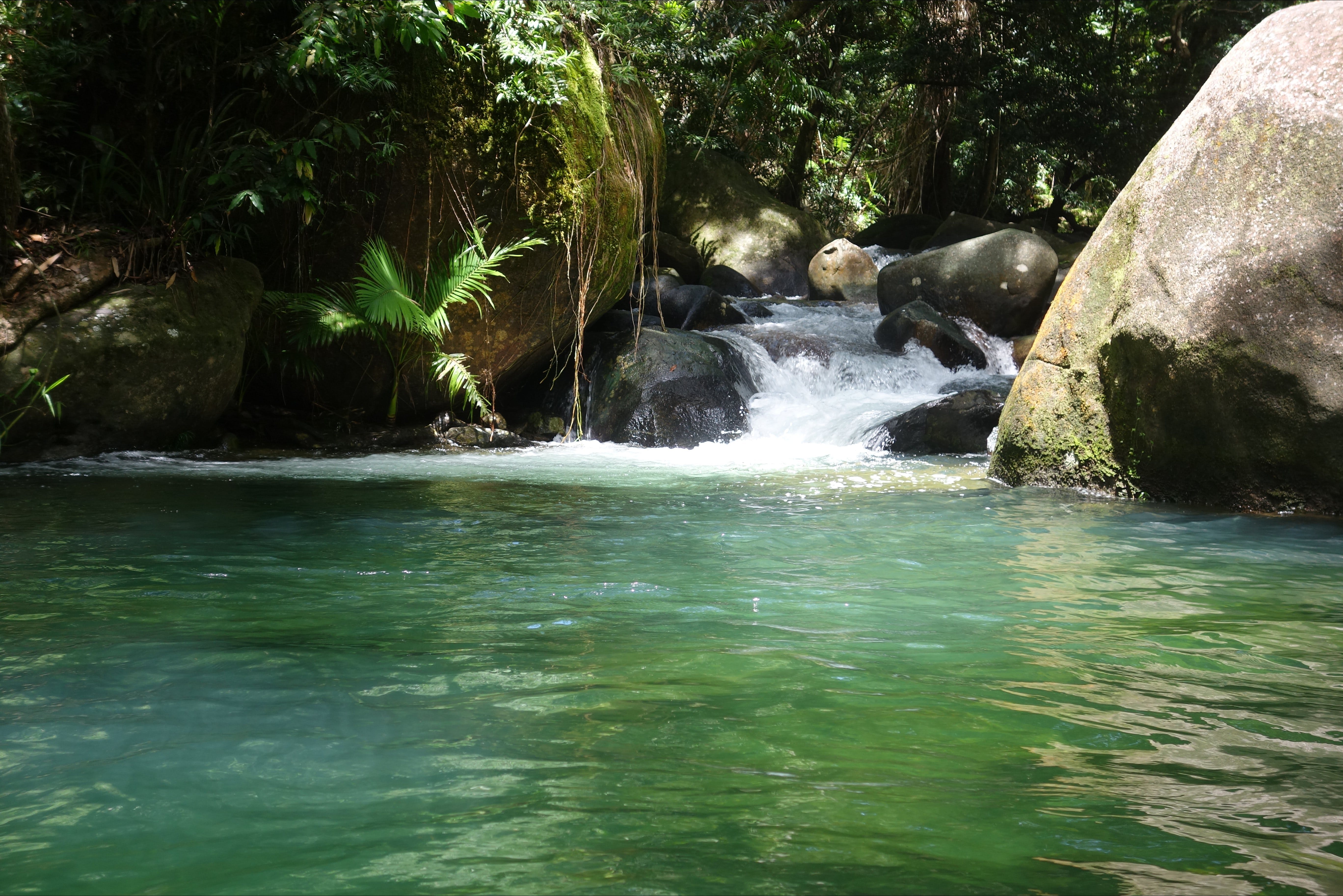 Daintree Secrets Rainforest Sanctuary - Accommodation Bookings 0