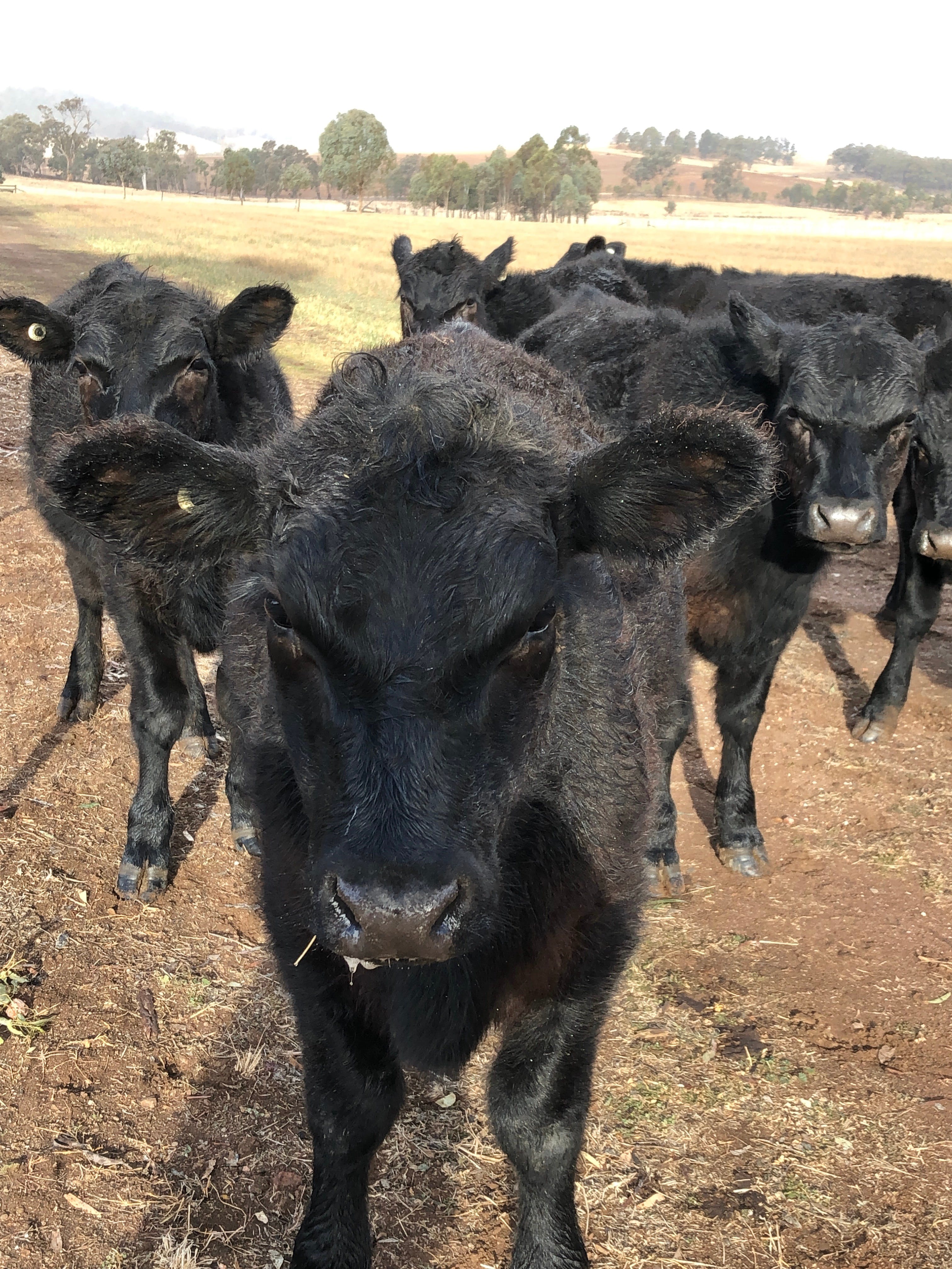 Wallinga Studio Farmstay - thumb 1