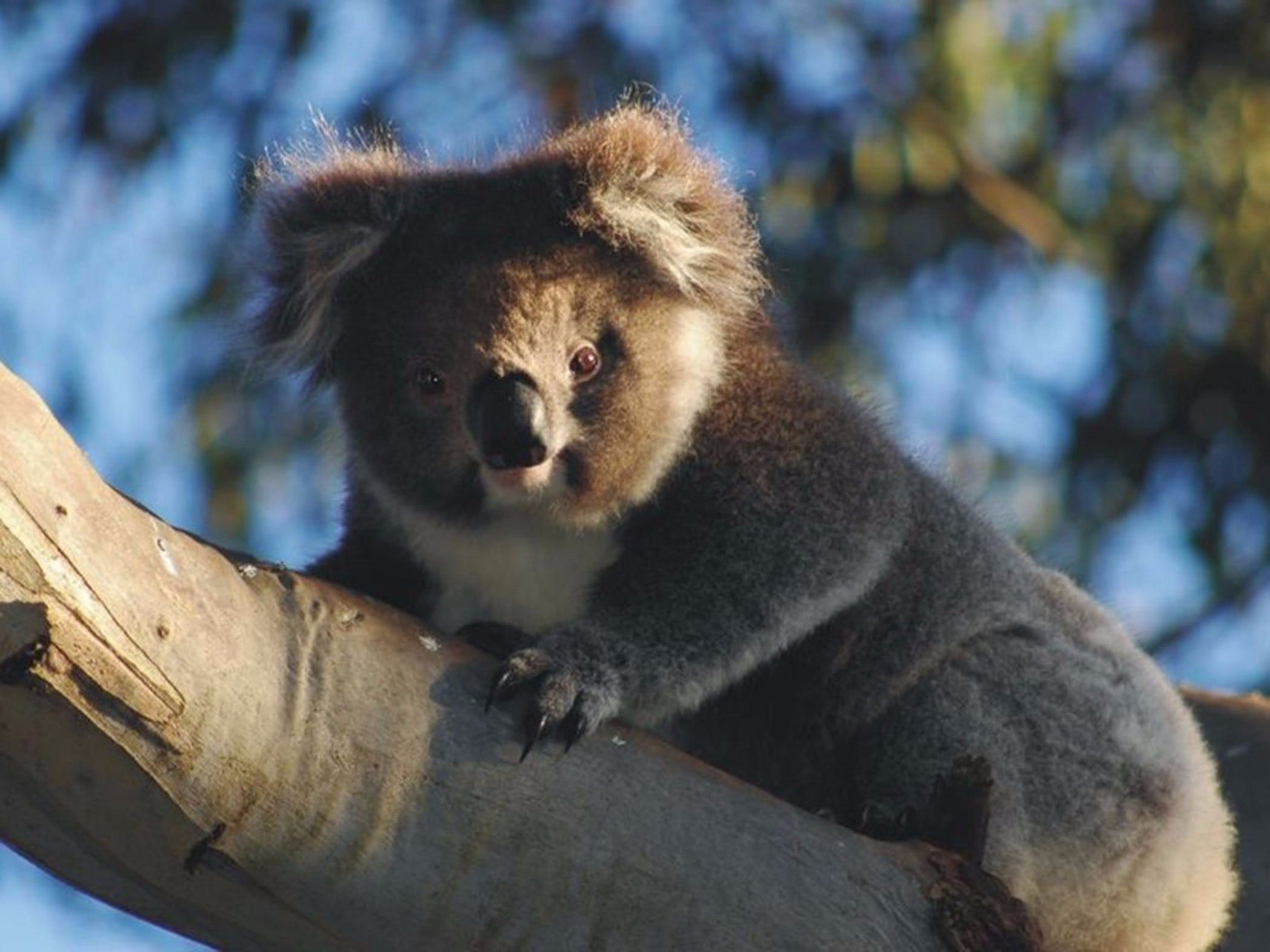 Bimbi Park Camping Under Koalas - Carnarvon Accommodation