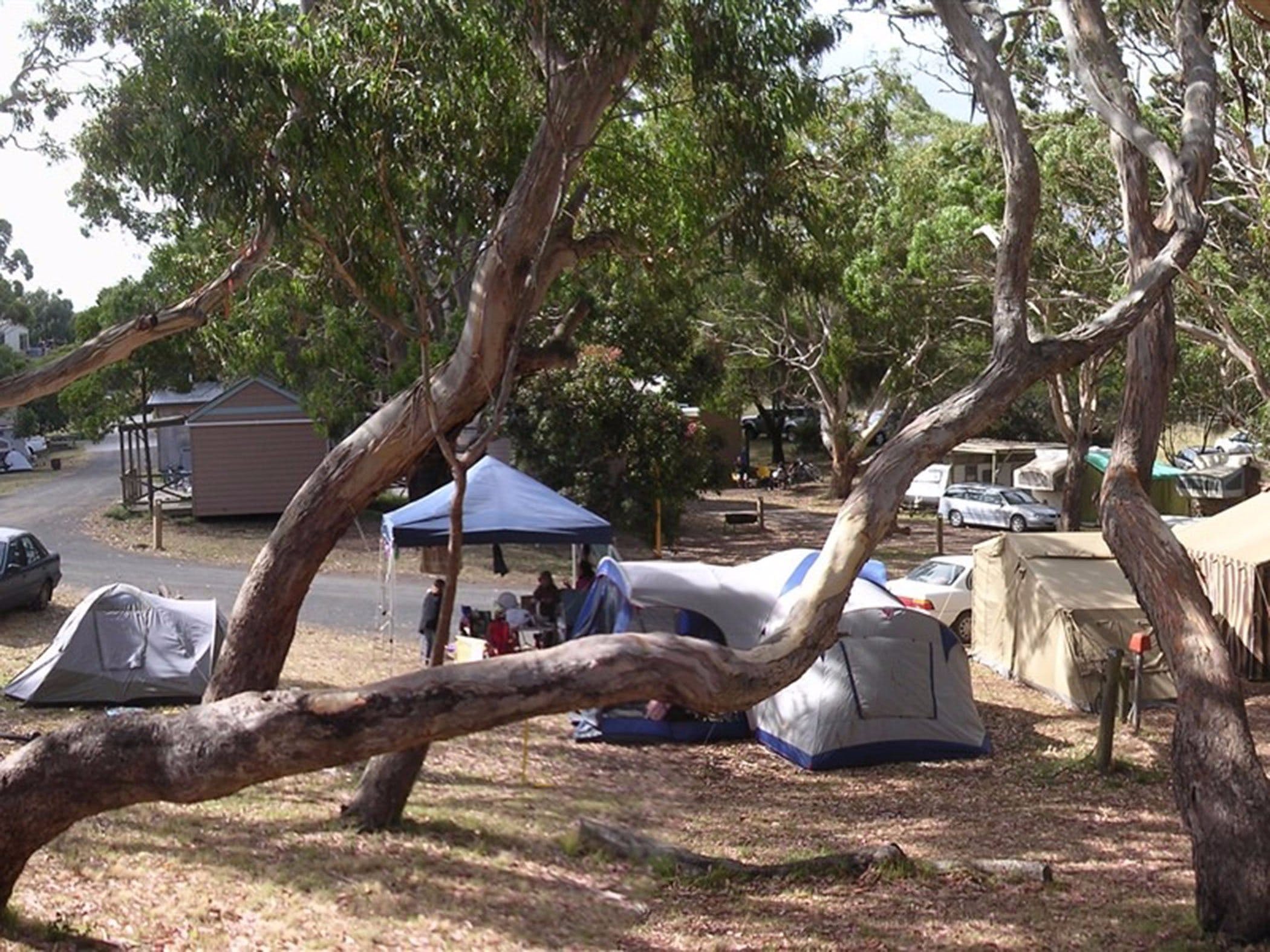 Bimbi Park Camping Under Koalas - thumb 1
