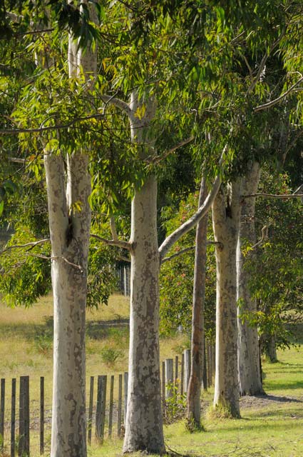 Stringybark Cottages - Accommodation Bookings