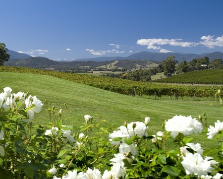 Balgownie Estate Vineyard Resort and Spa - Accommodation NT