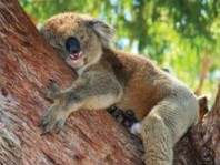 The Kosy Koala - thumb 3